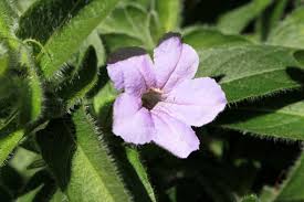 Image result for Vandellia humilis