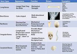 Summary Table Of Bone Classifications Medical Anatomy Nursing Student Tips Medical Studies