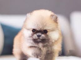 Orange Sable Tiny Teacup Pomeranian Puppy For Sale Mini English Bulldogs Pomeranian Puppy For Sale English Bulldog