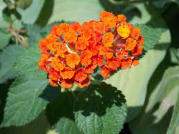 Image result for Lantana moldenkei