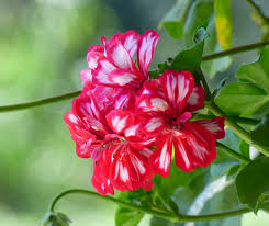 Image result for Pelargonium domesticum round-leaved bushy