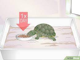 How To Feed A Baby Turtle 10 Steps With Pictures Wikihow