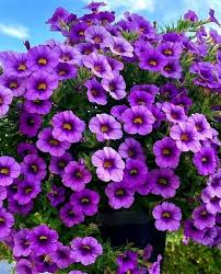Image result for calibrachoa million bells