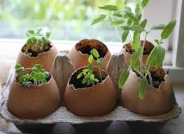 Image result for shell of eggs