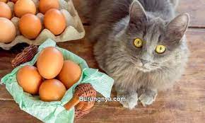 Mulai dari memberikan makan sesuai porsinya, lingkungan yang bersih kuning telur bisa anda gunakan untuk mencegah bulu kucing yang rontok dan juga merawat bulu kucing. 8 Cara Membuat Makanan Kucing Dari Kuning Telur Murah Bergizi Burungnya Com