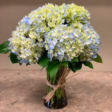 Seedling apples are an example of extreme heterozygotes. Appletree Flowers Appletreeflower Twitter