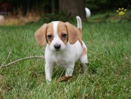 Beagles are highly adaptable dogs. Jack Russell Beagle Mix For Sale Petfinder