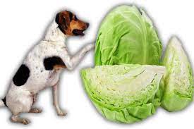Check spelling or type a new query. 2021 Can Dogs Eat Cabbage Is Cabbage Good For Dogs