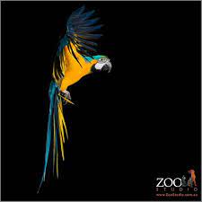 Zoo Studio Pet Photography Brisbane Blue And Gold Macaw Animal Photography Pet Birds