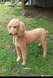 Goldendoodle puppies for sale near south carolina. Goldendoodle Pets And Animals For Sale North Carolina