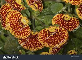 Image result for Calceolariaceae