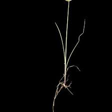 Image result for Pycreus unioloides