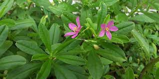 Biasanya saya menanam pohon daun ginseng di botol bekas air mineral dengan sistem hidroponik. 6 Manfaat Ginseng Jawa Untuk Kesehatan Bantu Atasi Sakit Kepala Merdeka Com