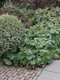 Buxus Sempervirens Aureovariegata Bont Palmboompje Buxus De Tuinen Van Appeltern Buxus Tuin