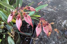 Image result for Bulbophyllum scaberulum