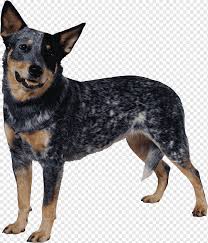 It is known by several nicknames like stumpy, stumpy tail, and heelers, etc. Australian Cattle Dog Australian Stumpy Tail Cattle Dog Australian Shepherd Border Collie Dog Animals Carnivoran Dog Like Mammal Png Pngwing