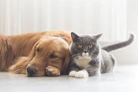 Kizginlik Donemindeki Disi Kopeklerin Davranislari My Animals