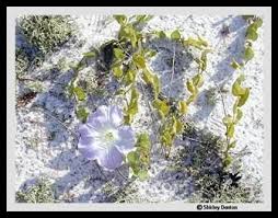 Image result for Bonamia