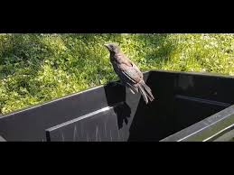 Keeping this in consideration, how do you keep birds out of your chimney? How To Get Birds Out Of Your Chimney Using A Crowbar Youtube