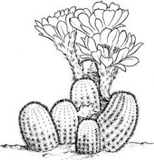 By best coloring pages february 25th 2014. 17 Cactus Printables Ideas Cactus Coloring Pages Free Printable Coloring Pages