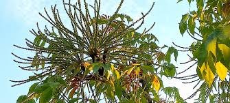 Image result for Cussonia arborea
