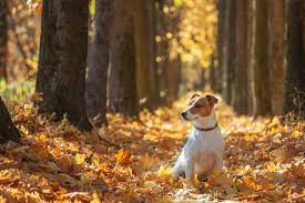 128 Animals Enjoying The Magic Of Autumn | Bored Panda