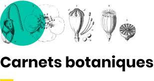 Image result for Microcharis remotiflora