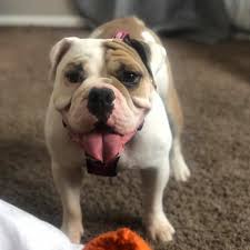 The massive head, of which the circumference should equal at least the height of the dog at the shoulder, gives ample room for muscular attachment for the. Indiana Bulldog Rescue Foster Adopt Sponsor Donate