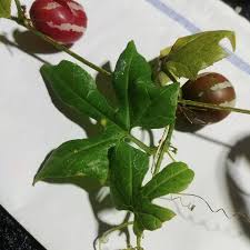 Image result for Diplocyclos