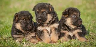 Be wary when choosing a breeder, do your research, ask questions and. German Shepherd Breeders Phoenix Az Petsidi