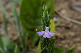 Image result for Elytraria