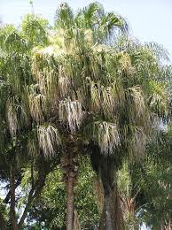 As of the 2010 united states census update , the population was 48,452. Plantfiles Pictures Livistona Species Halifax Fan Palm Livistona Drudei By Palmbob