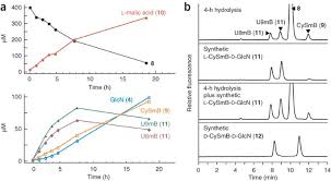 Image result for Synadenium pereskiifolium
