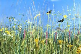Suffulta is a low growing (6 to 18 inches) spreding prickly shrub. Current Central Prairie Preserving The Prairie Wild Flowers Prairie Tallgrass Prairie