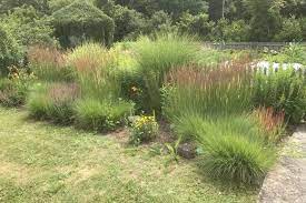 Sie sind das gestaltungsmittel für einen ganzjährig schönen garten. Der Richtige Standort Fur Ziergraser Im Garten Native Plants Gartenblog