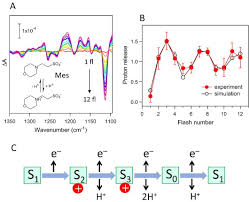 The frequency at which the amplitude resonance is maximum is called as the amplitude resonance frequency. Fourier Transform Infrared Difference And Time Resolved Infrared Detection Of The Electron And Proton Transfer Dynamics In Photosynthetic Water Oxidation Sciencedirect