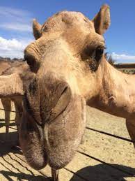 Description:we are a family farm. Oasis Camel Dairy Picture Of Oasis Camel Dairy Ramona Tripadvisor