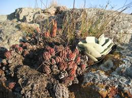 Image result for Heywoodia lucens