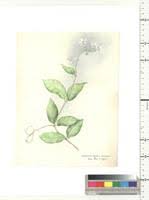 Image result for Vahadenia laurentii