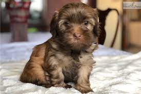 To learn more about each adoptable havanese, click on the i icon for some fast facts, or click on their name or photo for full details. Havanese Puppies Dfw Area Off 53 Www Usushimd Com