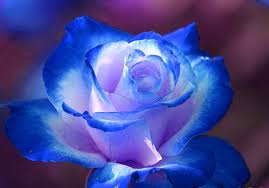 We did not find results for: Free Download Flowers Pictures Flowers Wallpapers Red Roses 1024x715 For Your Desktop Mobile Tablet Explore 44 Wallpaper Pink And Blue Flowers Pink Flower Wallpapers Pink Floral Wallpaper Blue And Pink Wallpapers