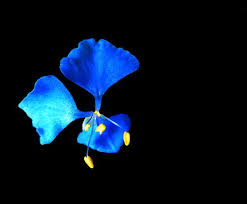 Flowers are one of the most beautiful creations of nature. Blue Flower Scurvy Weed 2 Free Stock Photos Rgbstock Free Stock Images Xymonau December 08 2009 19