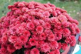 Nu reinventam florile, ci le oferim o cu totul alta personalitate, un cu totul alt farmec. Imagini Cu Flori De Toamna