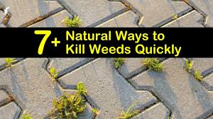 Mar 30, 2021 · how to treat weeds in cracks naturally concentrated vinegar is one of the best methods you can use if you wish to avoid chemicals. 7 Natural Ways To Kill Weeds Quickly