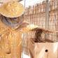 Beekeeping Course event image