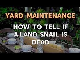 How long do snails live for? How To Tell If A Land Snail Is Dead Youtube