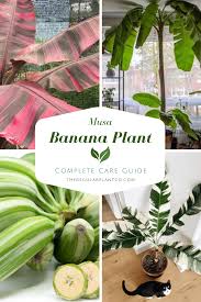 Image result for Musa sp. (Ornamental bananas)
