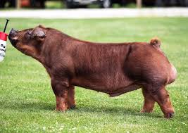 Southern gold sits in the southern part of indiana on highway 60, between salem and campbellsburg. Boars Southern Gold Sires