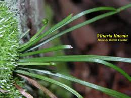 Image result for Vittaria