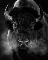 Fine Art Wild Animals Portraits By Tin Man Lee Buffalo Animal Animals Wild Pet Portraits